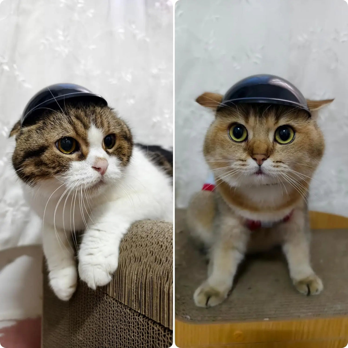 Casco y gafas de seguridad para perros y gatos